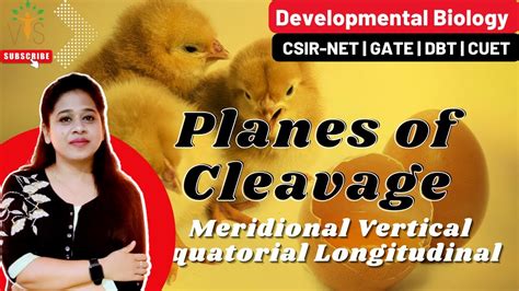 Planes Of Cleavage Meridional Cleavage Equatorial Cleavage Planes