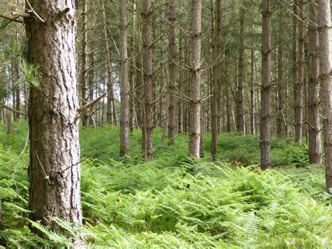 Rendlesham Forest UFO Trail - Postcard from Suffolk