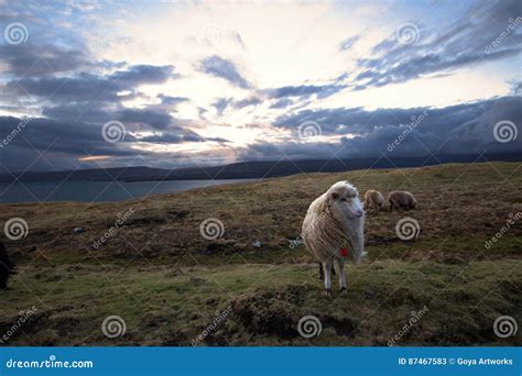 Wildlife in the Faroe Islands Stock Image - Image of atlantic, hill ...