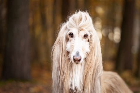 Le Razze Di Cani A Pelo Lungo Pi Belle