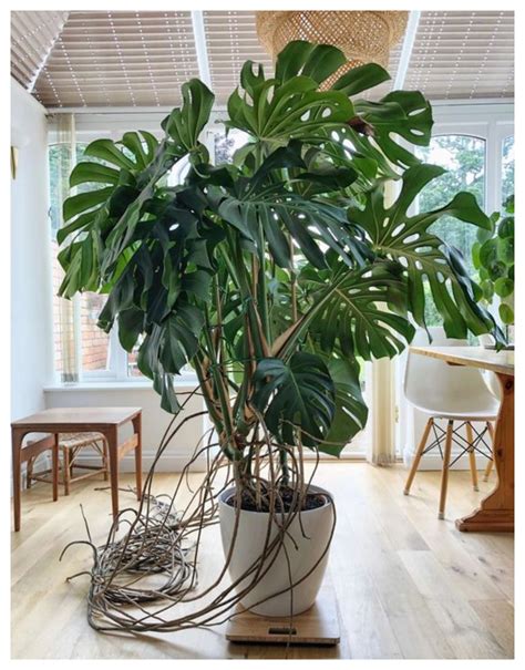 Monstera Green Design Blog Green Design Blog A Million Ways To