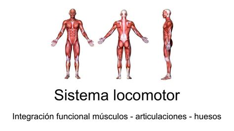 Sistema locomotor Integración funcional músculos articulaciones