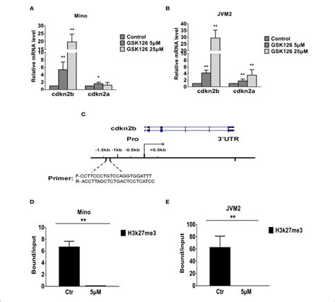 Effect Of Ezh2 Inhibition On Expression Of Tumor Suppressor Genes In