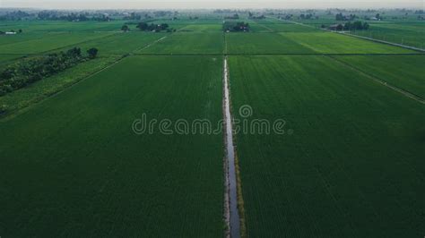 Aerial View Of Green Fields With Paddy During Planting Season Stock