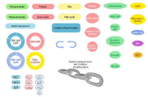 Metabolic Pathways Chart Ponasa