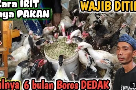 Tips Membuat Pakan Sehat Termurah Untuk Ternak Entok Alternatif