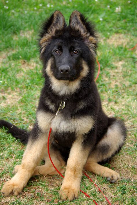 Sitting German Shepherd puppy photo and wallpaper. Beautiful Sitting ...