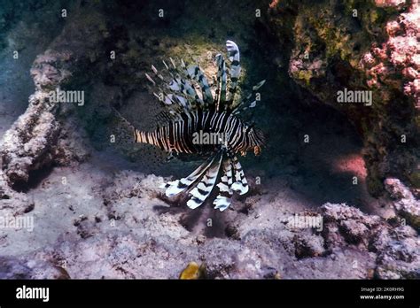 Lionfish Venomous Coral Reef Fish Invasive Species Pterois Volitans