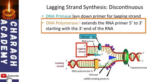 Dna Replication Of The Leading And Lagging Strand Youtube