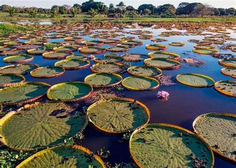 O Pantanal Brasileiro SafÁris E Mais Royal Holiday Destinos Brasil