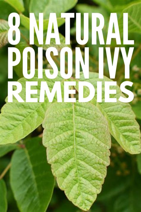 8 Natural Poison Ivy Remedies For Fast Relief That Lasts In 2020 Poison Ivy Remedies Poison