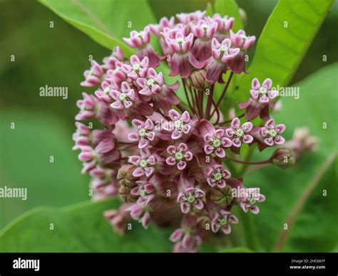 Pink Flowers Of Common Milkweed Asclepias Syriaca In Northwestern