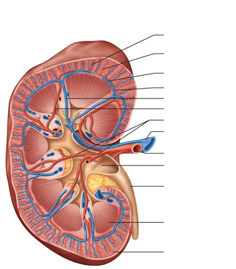 Section Illustrating Major Blood Vessels Diagram Quizlet