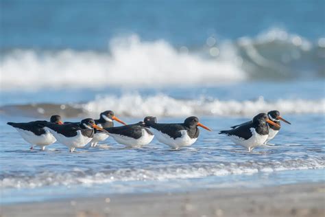 Programme Aktivit Ten Puan Klent Auf Sylt