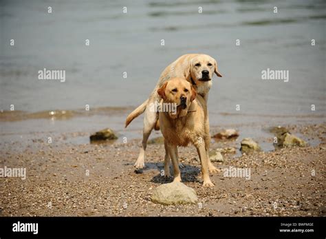 playing Labrador Retriever Stock Photo - Alamy