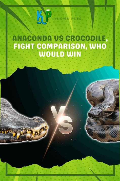 Anaconda Vs Crocodile, Fight Comparison, Who Would Win 1 | Anaconda, All about animals, Rare animals