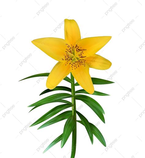 Green Flower Stem Clipart Best Flower Site