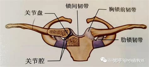 关节学 肩关节复合体 知乎