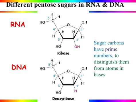 Nucleic Acids