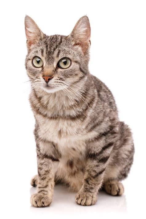 Close Up View Of Gray Tabby Cute Kitten With Yellow Eyes Pets And