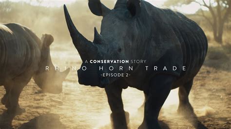 Rhino Horn Trade A Conservation Story Episode 2 Youtube