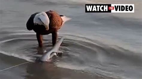 Wild Moment Bald Eagle Steals Fishermans Catch In Florida News