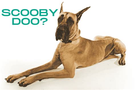 What Kind of Dog is Scooby Doo? The Many Mysteries of Scooby's Thrilling Breed - Hello Danes