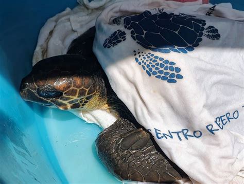 Reggio Calabria Soccorsa Tartaruga Caretta Caretta Impigliata Tra Reti