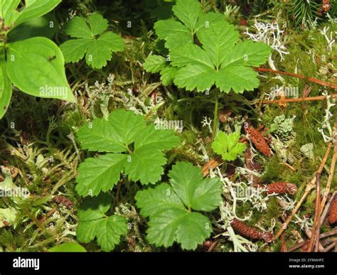 Five-leaf Dwarf Bramble (Rubus pedatus Stock Photo - Alamy