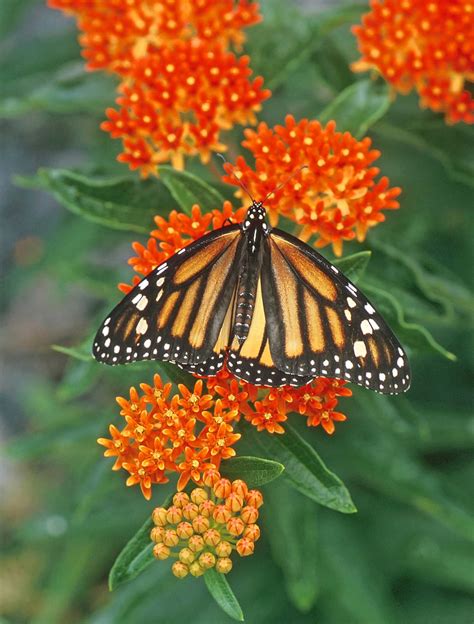 Create A Garden For Monarchs