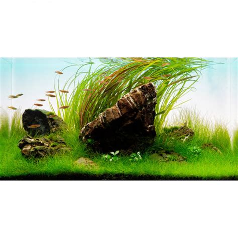 Eleocharis Sp Mini Mini Nadelsimse In Vitro G Nstig Kaufen