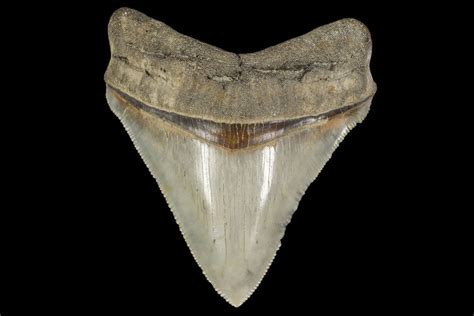 Georgia State Fossil - Fossil Shark Teeth - FossilEra.com