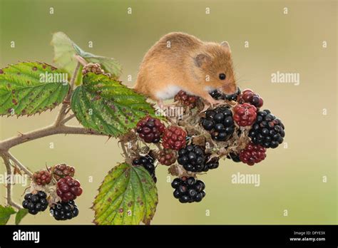 A European Harvest Mouse eating Blackberries Stock Photo - Alamy