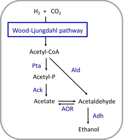 Engineering Of Acetogens For Fuel Production Using H And Co Wur