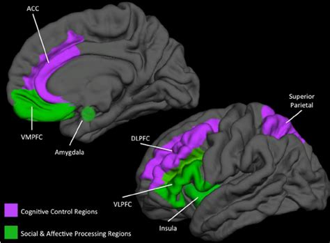 Neural regions engaged during cognitive control of emotion. During ...