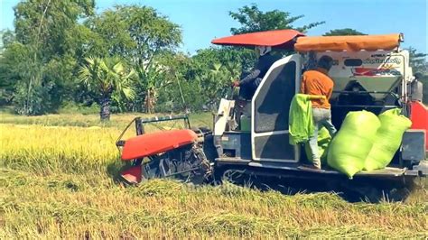 Harvester Rice Machinery Techniques Operator Skills Harvest Rice At