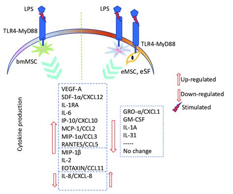 Schematic Outline Of Cytokine Release Upon Lps Stimulation In Bmmscs