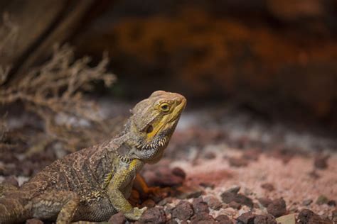 "Desert Iguana" Images – Browse 160 Stock Photos, Vectors, and Video ...