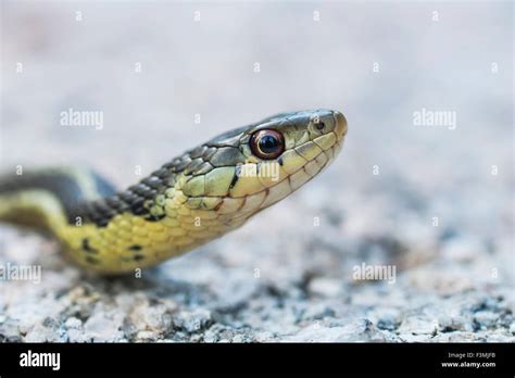 Common Garter Snake Hi Res Stock Photography And Images Alamy