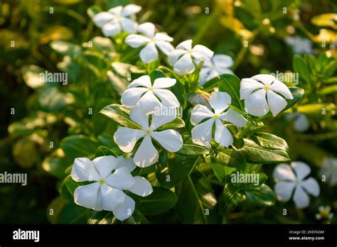 White Periwinkle Flowers Bloom In The Garden Catharanthus Roseus Stock