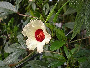 Details 300 Picture Hibiscus Sabdariffa Comprar Planta Abzlocal Mx