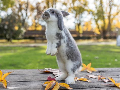 The Fascinating Facts Of Rabbit Tails Ukpets