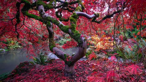 Photo Foliage Autumn Nature Pond Parks Moss Trees 1920x1080