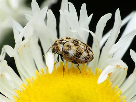 Maryland Biodiversity Project Varied Carpet Beetle Anthrenus Verbasci