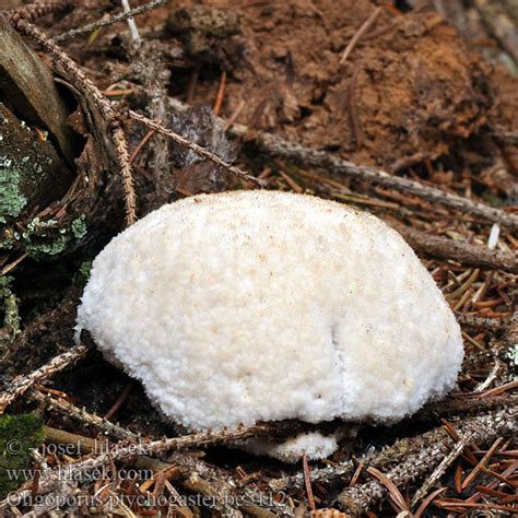 Oligoporus Ptychogaster Bl Lig Brunlig K Dporesvamp Puuterik P