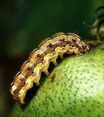 Nature of Damage of American bollworm | Download Scientific Diagram