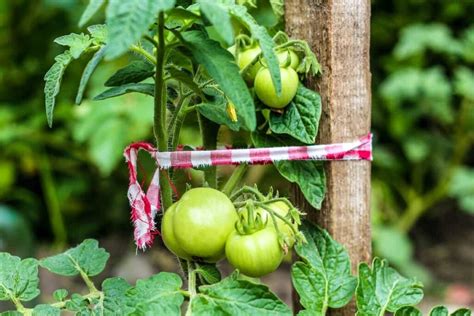 How To Stake Tomatoes The Right Way Minneopa Orchards