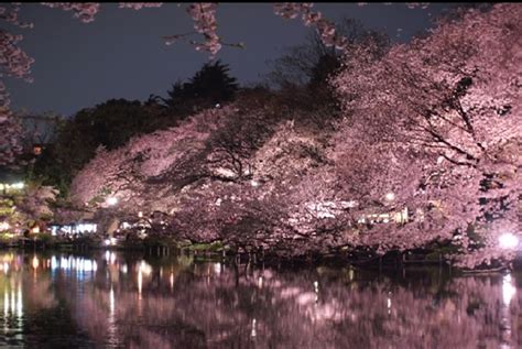 Inokashira Park Night Cherry blossoms