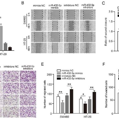 MiR 432 5p Inhibits The Invasion And Migration Of SW480 And HT 29