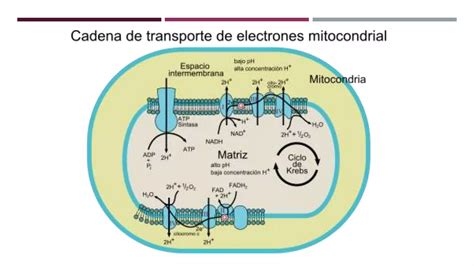 Cadena De Transporte De Electrones Bioquímica Ppt